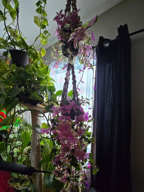 Hanging Plants Aesthetic, Goth Plants, Plant Aesthetic, Dream Rooms, Hanging Plants, Indoor Plants, Vision Board, Plants