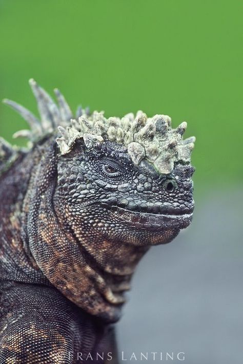 Weird Looking Animals, Colorful Creatures, Frans Lanting, Creature Inspiration, Marine Iguana, Nature Wonders, Cute Reptiles, Awesome Animals, Extinct Animals