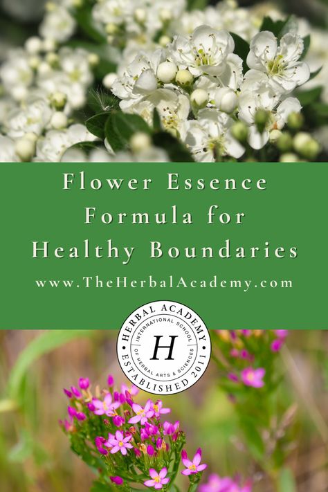 Flower Essences Remedies, Herbal Academy, Essential Oil Perfumes Recipes, Yarrow Flower, Harvesting Herbs, Medicine Chest, Perfume Recipes, Flower Remedy, Blend Words