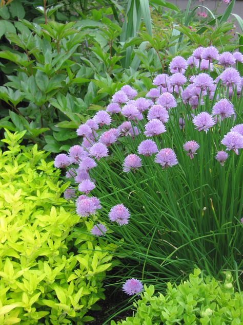 Chives - Allium schoenoprasum - Ruohosipuli Allium Schoenoprasum, Finsbury Park, Blue And, Landscape Architecture Design, Landscape Architecture, Cottage Garden, Garden Inspiration, Bugs, Landscaping