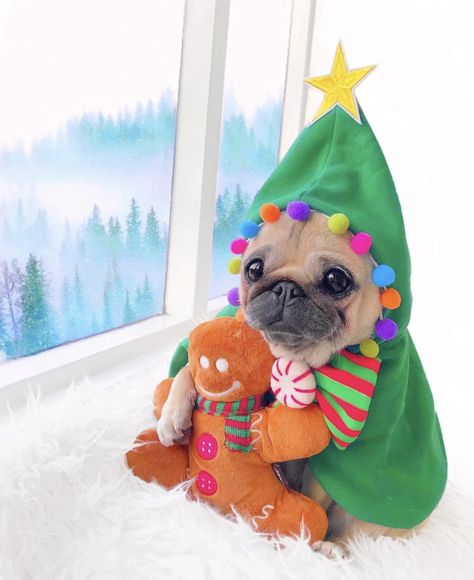 Christmas Puppy Pictures, Christmas Puppies Pictures, Silly Animal Pictures, Christmas Pets, Christmas Pug, Little Christmas Tree, Bulldog Christmas, Puppy Cuddles, Puppy Portraits