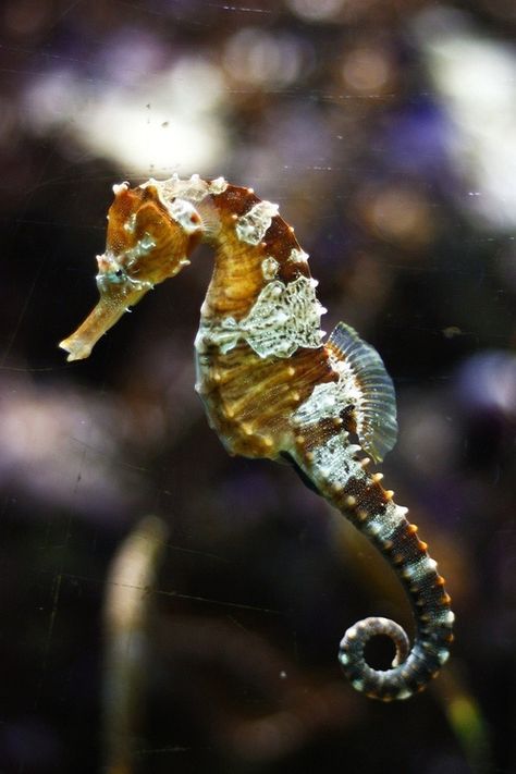 beautiful seahorses in love | beautiful seahorse-I JUST LOVE THEM! | under and around the sea Aesthetic Seahorse, Seahorse Aesthetic, Drawing Seahorse, Seahorse Photography, Seahorse Facts, See Horse, Mammals Animals, Seahorse Drawing, Tattoo Fish