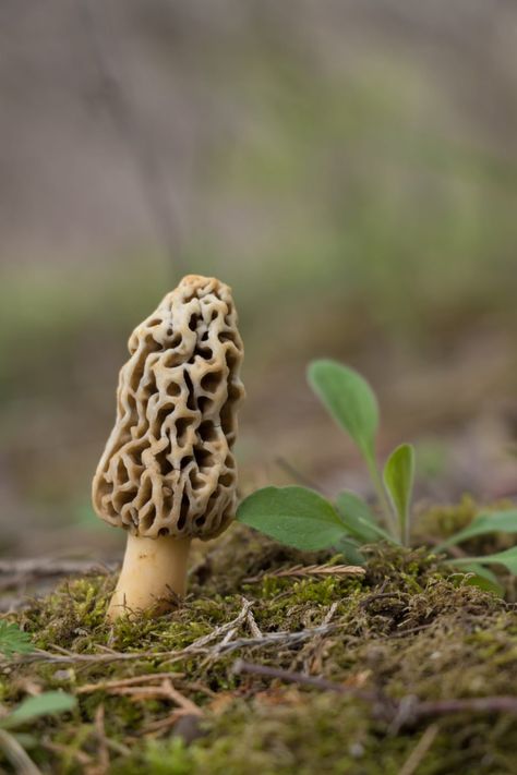 Morel Mushroom Recipes, Morel Mushroom Hunting, Edible Wild Mushrooms, Mushroom Identification, Caramelized Bacon, Wild Food Foraging, Morel Mushrooms, Mushroom Cultivation, Foraged Food