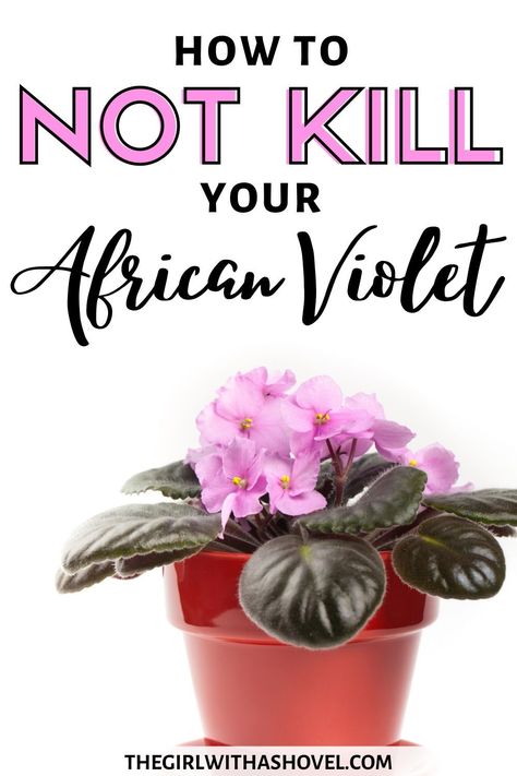 Violet Plant Care, African Violet Care, Diy Container, African Violet Pots, African Violets Plants, Plant Care Tips, Violet Plant, Household Plants, Apartment Plants