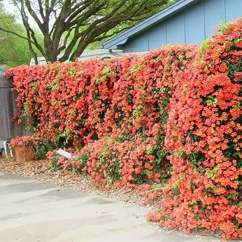 Amazon.com : QAUZUY GARDEN 20 Seeds Rare Red Hummingbird Trumpet Creeper Vine Seeds Campsis Radicans Perennial Hardy Flower - Showy Privacy Screen- Easy to Grow & Maintain : Patio, Lawn & Garden Growing Red Creeping Thyme, Tropical Creeper Plants, Chinese Trumpet Creeper, Flower Creepers Climbing Vines, Red Hummingbird, Purple Hibiscus Chimamanda, Privacy Screen, Bulb Flowers, Creepers