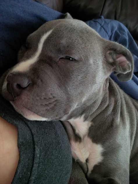 Grey Pitbull Puppy, Grey And White Pitbull, Pitbulls Grey, Pitbull Grey, Blue Pitbull Puppy, Grey Pitbull Puppies, Grey Pitbull, Female Pitbull, Pitbull Blue