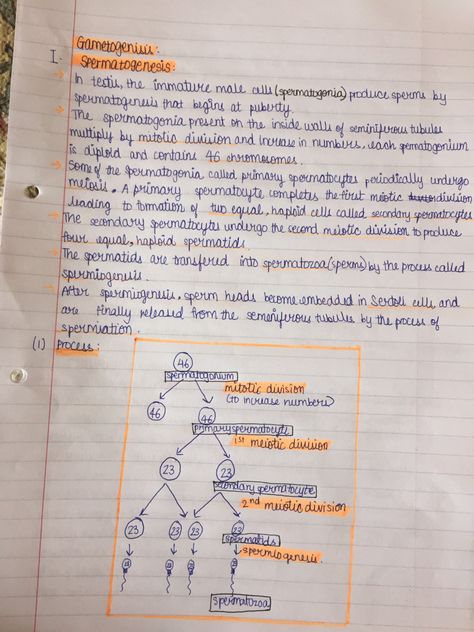 This pin contains detailed notes on the poccess of spermatogenesis Spermatogenesis Diagram, Spermatogenesis Notes, Human Reproduction Notes Class 12, Human Reproduction Notes, Class 12 Biology Notes, Neet Preparation, Human Reproduction, Bio Notes, Biology Diagrams