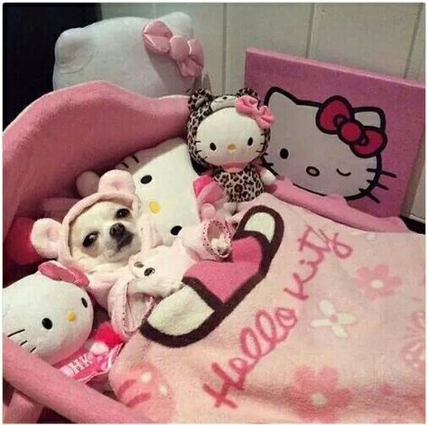 Images Hello Kitty, Hello Kitty Aesthetic, Cute Chihuahua, Chihuahua Love, Hello Kitty Pictures, Hello Kitty Items, Cute Memes, Oui Oui, Cute Little Animals