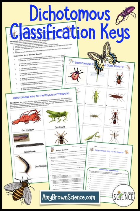 This blog post describes my "2 activities in 1" resource for use in teaching units on classification and taxonomy.  Kids just love using dichotomous classification keys! Dichotomous Key Activity Middle School, Taxonomy Classification Activities, Taxonomy Classification, Nature Curriculum, Biology Ideas, Biology Teaching, Dichotomous Key, Homework Worksheets, School Biology