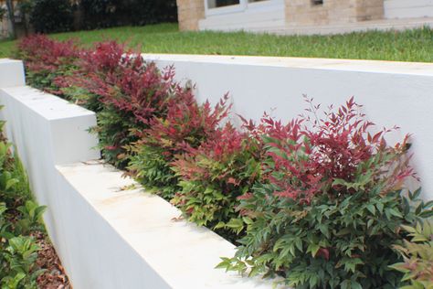 Nandina Obsession, Obsession Nandina, Nandina Plant, Residence Landscape, Modern Balcony, Farmhouse Landscaping, Front Landscaping, Sydney Australia, Flower Beds