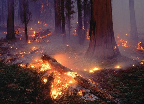 beatinglikeamothswings: “ via lolita ” Sequoia Forest, Fire Aesthetic, Yennefer Of Vengerberg, Remote Viewing, Katniss Everdeen, Forest Fire, Story Inspiration, The Hunger Games, The Hunger