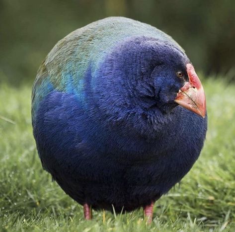 Nature is Lit on Twitter: "🔥 The Takahē bird was once thought to be extinct but they were rediscovered in 1948 in Fiordland.… " Bbc Earth, Bird Beaks, Indigenous Tribes, Flightless Bird, Rare Species, Feral Cats, Colorful Bird, South Island, Animal Companions