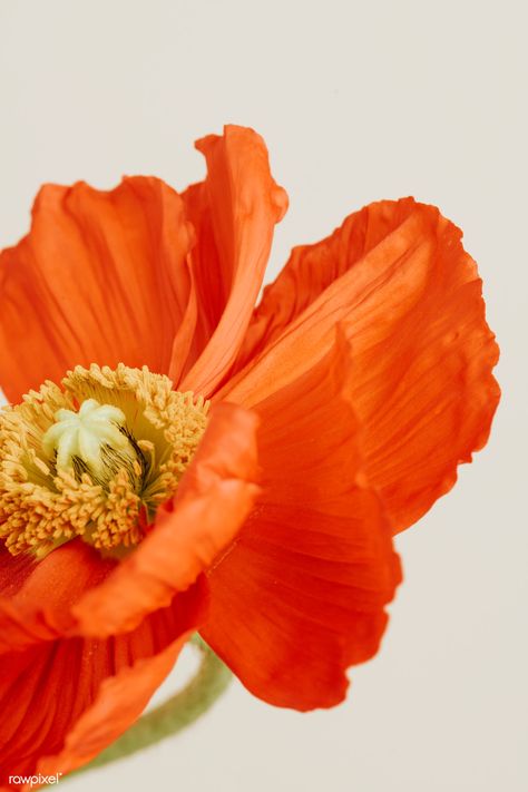 Close up of red poppy flower on beige background | premium image by rawpixel.com / Jira Flower Invitation Card, White Lily Flower, Buttercup Flower, White Rose Flower, Ranunculus Flowers, Flower Close Up, Pink Rose Flower, Cymbidium Orchids, Orange Wallpaper