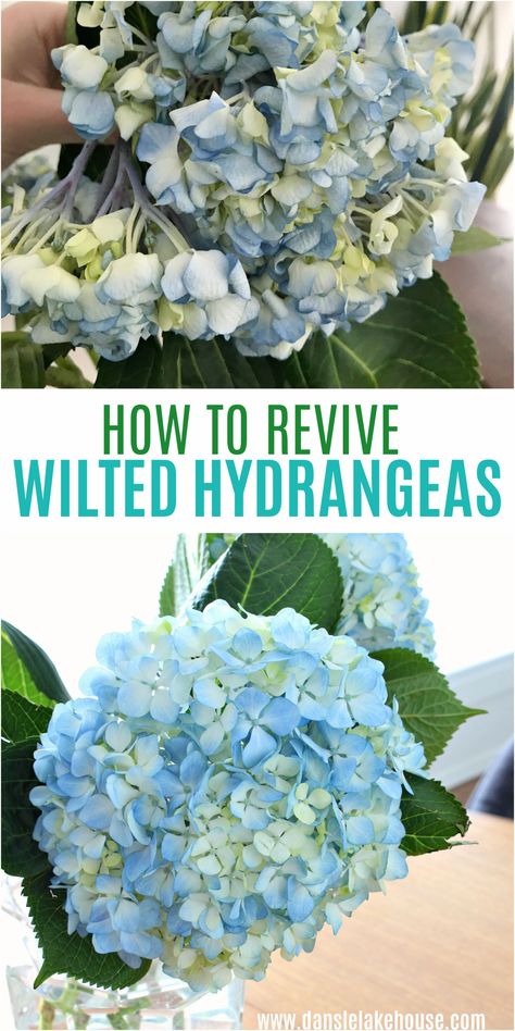 INCREDIBLE BEFORE & AFTER! How to Revive Wilted Hydrangeas. Did your cut hydrangeas wilt? Here's how you can revive hydrangeas! Click through for my wilted hydrangea tips and see the before and after - ONE HOUR later! It's amazing. Plus I share what I learned about preventing hydrangeas from wilting after being cut. You can use this to revived wilted hydrangea blooms from the grocery store or fresh from the garden. And learn how to keep hydrangeas from wilting again. One Hour Later, Hydrangea Plant Care, Flower In A Vase, Hydrangea Potted, Hydrangea Vase, Hydrangea Bloom, Garden Remedies, Hydrangea Care, Growing Hydrangeas