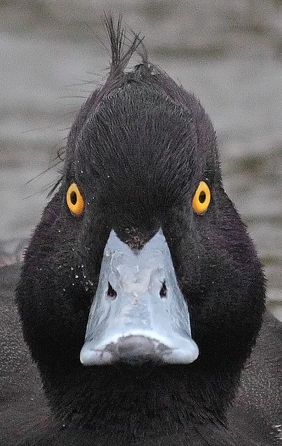 Mad Tufted  Duck ~ By Keith Marshall.   "You call me bird again we're done! I'm duck...got it?" Bird Images, Duck Photo, Black Duck, Quack Quack, Funny Duck, A Duck, 웃긴 사진, Duck Hunting, Pretty Birds