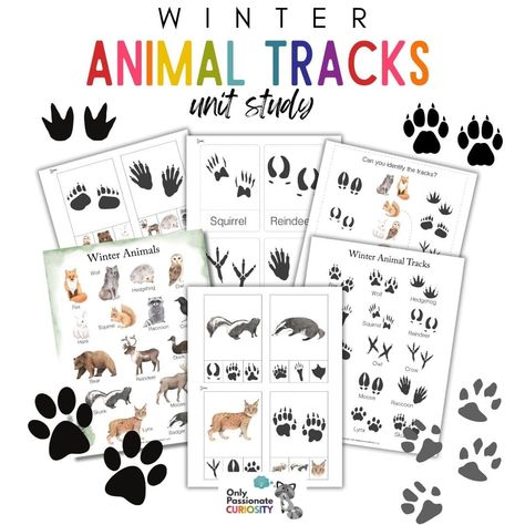 Teaching your kids about animal tracks makes a perfect wintertime homeschool unit study. Stoke your kids’ curiosity with these printables teaching you how to identify winter animal tracks along with suggestions on how to expand the lesson with more activities. Animal Tracks Printable Free, Animal Tracks Activities, Habitat Activities, Animal Habitat, Homeschool Board, Fox Squirrel, Time Planner, Exploring Nature, Animal Tracks