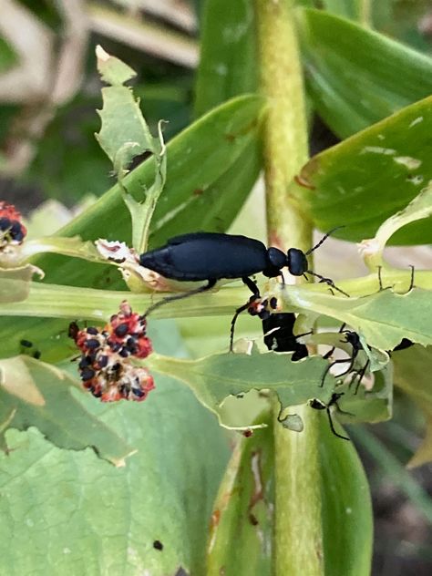 Taking a Look at Tomato Pests - Planters Place Tomato Bugs, Black Beetle, Rosemary Plant, Bean Plant, Stink Bugs, Plant Pests, Fall Garden Vegetables, Powdery Mildew, Summer Tomato