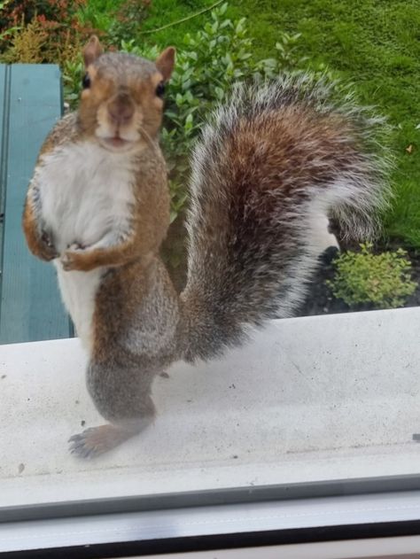 Squirrel Pfp, Scary Squirrel, Squirrel Reference, Squirrel Humor, Pose Outside, Funny Squirrel Pictures, Poses Outside, Fat Squirrel, Outside Window