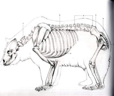 Bear Anatomy, Animal Skeleton, Skeleton Anatomy, Cat Anatomy, Animal Skeletons, California Bear, Bear Drawing, Animal Study, Animal Bones