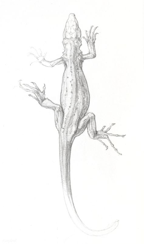 Lizard Sketch, Lizard Tattoo, Stick Figure Drawing, Free Illustration Images, Cat Sketch, Unframed Art Prints, Graphite Drawings, Dutch Artists, Animal Sketches