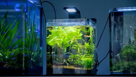 2.5 Gallon Tank Ideas, 3 Gallon Fish Tank, 5 Gallon Tank, 5 Gallon Aquarium, Fish Tank Ideas, Snail Tank, Fish Types, Neon Tetra, Betta Fish Types