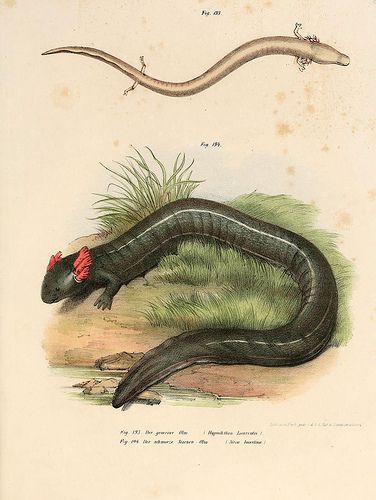 n224_w1150 Vintage Illustration Art, Nature Sketch, Engraving Illustration, Scientific Illustration, K K, Animal Sketches, Reptiles And Amphibians, Zoology, Nature Illustration