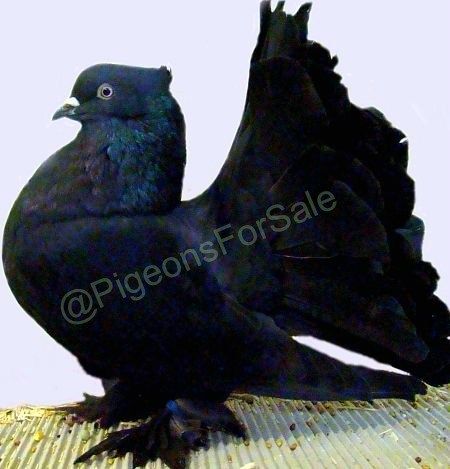 Indian Fantail Black Fantail Pigeon, Pigeons For Sale, Pet Pigeon, Pigeon Pictures, Pigeon Loft, Pigeon Breeds, Dove Pigeon, Racing Pigeons, Pigeon Bird