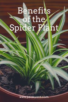 Spider Plant Bathroom, Hawaiian Spider Plant, Spider Plant Decor, Spider Plant Care Indoor, Agave Plant Landscaping, Spider Plant Indoor, Spider Plant Benefits, Gardening Therapy, Storing Basil