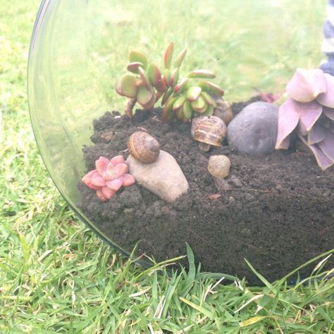 DIY snail terrarium Alaska Bedroom, Snail Habitat, Snail Pet, Summer Hobbies, Snail Terrarium, Carnivorous Plants Terrarium, Snail Farming, Giant African Land Snails, Snail Tank