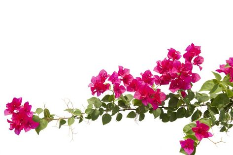 Bougainvilleas isolated on white backgro... | Premium Photo #Freepik #photo #flower #floral #leaf #green Leaf Green, Premium Photo, White Background, Stock Photos, Green, White