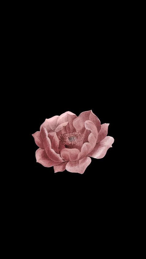 Black wallpaper Flower Wallpaper Iphone Black Background, Flowers With A Black Background, Pink Flower Black Background, Flower Wallpaper Black Backgrounds, Dark Flower Aesthetic Wallpaper, Apple Watch Wallpaper Dark, Single Flower Wallpaper, Pfp Flowers, Pink Flower Icon