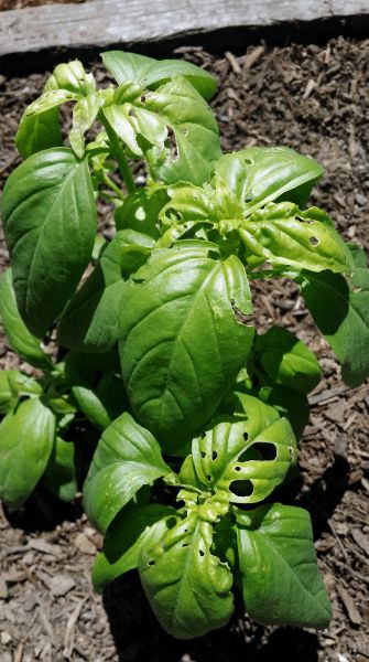 Basil Garden, Types Of Christmas Trees, Growing Basil, Garden Remedies, Basil Leaf, Indoor Herb, Garden Herbs, Types Of Herbs, Basil Plant