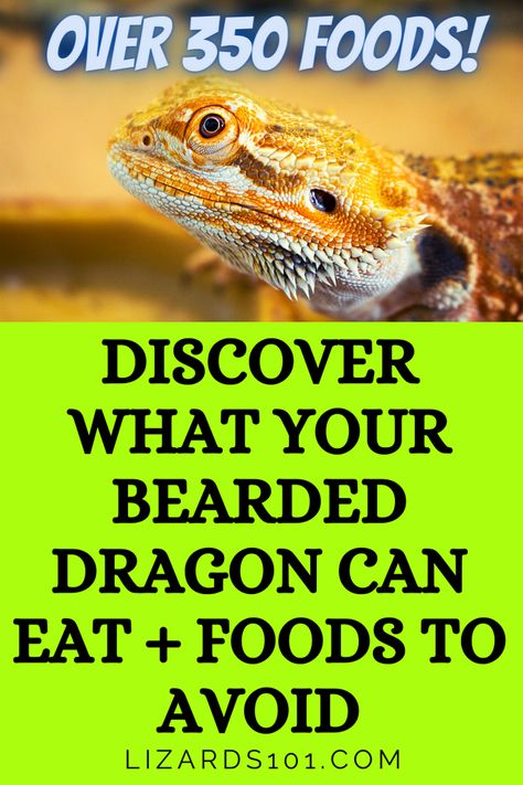 Bearded Dragon Food List, Diy Bearded Dragon Enclosure, Dragon Enclosure, Dragon Terrarium, List Of Veggies, Dragon Food, Bearded Dragon Diy, Dragon Pet, Bearded Dragon Enclosure