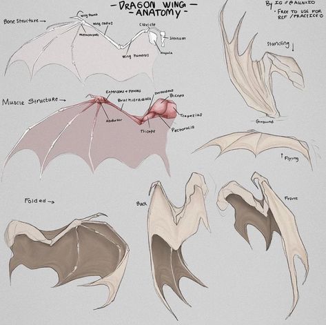 Wing Anatomy, Dragon Poses, Dragon Anatomy, Dragon Wing, Wings Drawing, Dragon Sketch, Dragon Wings, Concept Art Drawing, Dragon Artwork