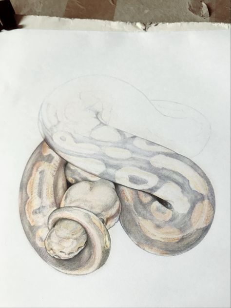 Ballpoint python wip.  https://instagram.com/p/BZY2CqiBB5g/ Ballpoint Python, Sketch Reference, Ball Python, Snakes, Python, Pencil Drawings, Sketch, Pencil, Tattoos