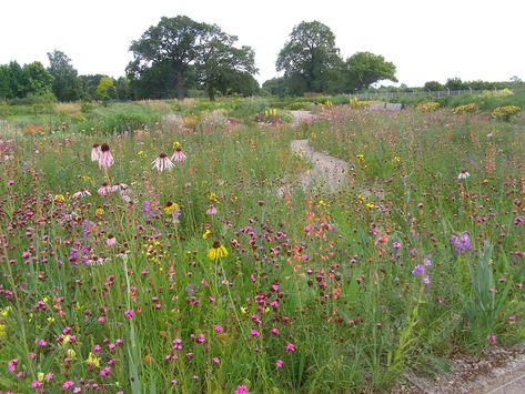 The Missouri meadow garden at Wisley Meadow Garden, Herbaceous Border, Wildflower Meadow, Large Garden, Plant Combinations, The Meadows, Desert Landscaping, Private Garden, Japanese Garden