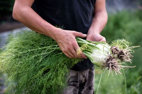 Fennel Stalks, Fennel Herb, Kwas Moczowy, Fennel Pollen, Fennel Recipes, Heirloom Vegetables, Ornamental Plants, Herb Seeds, Heirloom Seeds