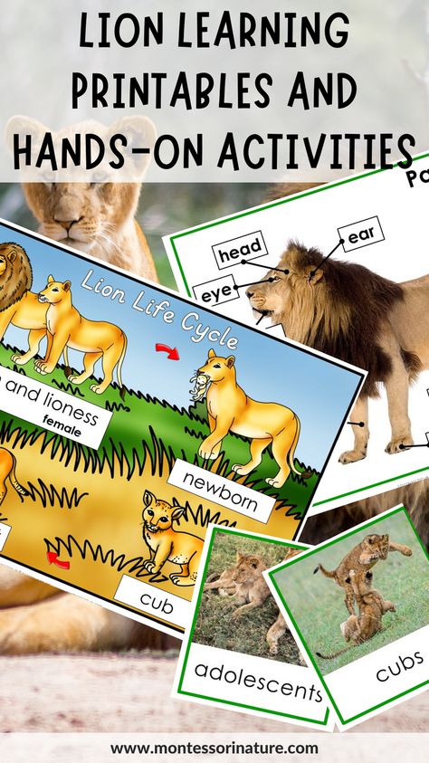 In this post, we will explore a variety of Montessori-inspired printables and hands-on activities designed to help preschool, kindergarten, and Grade 1 students learn all about lions. From 3 part cards and information cards about the lion life cycle and anatomy to student booklets and diagrams detailing different types of lions and their characteristics, these resources provide a comprehensive look at these fascinating animals. Lion Activities For Preschool, Lion Life Cycle, Types Of Lions, Body Parts For Kids, Lion Facts, Nature Printables, Cycle For Kids, Lion And The Mouse, Teachers Resources