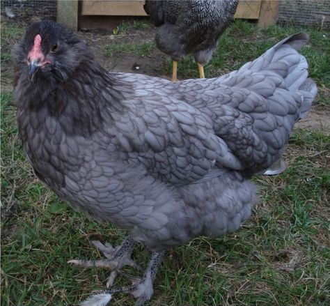 olive eggers | Olive Egger" eggs! Oliver Egger Chicken, Olive Egger Chicken Hens, Americauna Chickens, Olive Egger Chicken, Olive Eggers, Olive Egger, Farm Pets, Breeds Of Chickens, Chicken Images