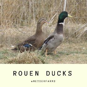 Duck Coop Ideas Diy Building, Rouen Ducks, Duck Keeping, Rouen Duck, Ducks Funny, Male Duck, Bird Study, Pekin Duck, Backyard Ducks