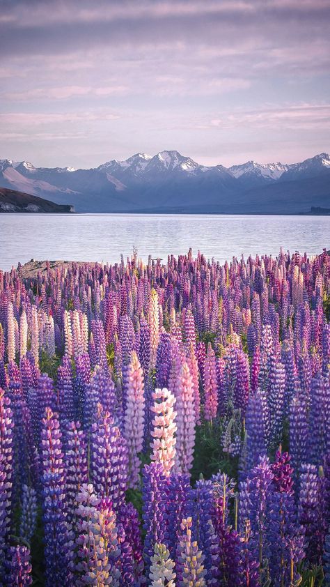 Lupine Flowers, New Zealand Landscape, Family Nature, Wonderful Nature, Beautiful Landscape Photography, Aesthetic Picture, New Zealand Travel, Epic Journey, Spring Nature