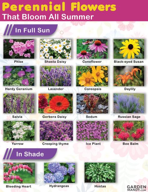 20+ Perennial Flowers That Bloom All Summer Pink Perennials, Long Blooming Perennials, Hardy Hibiscus, Shade Loving Perennials, Hardy Geranium, Full Sun Perennials, Perennial Flowers, Sun Perennials, Unusual Flowers