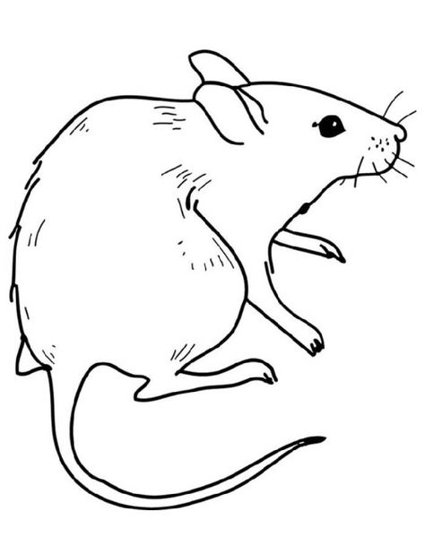 Rat Coloring Pages | Free Printable Rat Coloring Pages, Rat Tattoo, Chibi Coloring Pages, Butterfly Art Drawing, Mouse Drawing, Black And White Cartoon, Art Camp, Camp Ideas, Printable Coloring Book