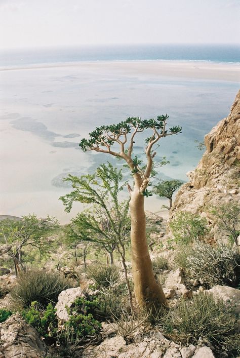 Desert trees on a mountainside. Socotra Island Yemen, Mysterious Places On Earth, Socotra Island, Socotra, Paradise On Earth, Amazing Travel Destinations, Yemen, Daytona Beach, Beautiful Tree