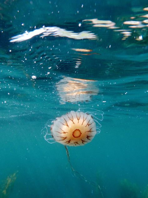 Compass Jellyfish, Jellyfish Aesthetic, Jellyfish, Summer Aesthetic, Compass, Mood Board, Textiles, Water