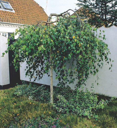 Weeping Silver Birch Tree, Betula Pendula Youngii, Pendula Tree, Canberra Garden, Weeping Birch, Birch Trees Landscaping, Fern Garden, Weeping Trees, Betula Pendula