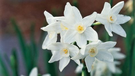 Paperwhites (<i>Narcissus papyraceus</i>) Narcissus Papyraceus, Plant In Fall, Dutch Iris, Fall Bulbs, Parrot Tulips, Flower Spike, Woodland Garden, Planting Bulbs, Spring Blooms