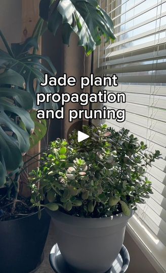 12K views · 450 reactions | Jade plants are great for propagating and take to rooting in soil very easily. I’m using a combo of cactus/succulent soil and half bonsai jack gravel for my soil mix. Light 💡:If it’s growing too long and leggy, that tells you it’s not getting enough light. She can sit right underneath a grow light or your brightest window (at least 750 foot candles if measuring with a light meter) for at least four to six hours of direct sunlight a day. When growing Outdoors, she lives a space that gets direct sunlight for 2 hours a day but shade the rest of the time. It may also turn into a beautiful green/burgundy shade when sun stressed. If you found this helpful, consider following along for more plant care and plant projects. Leave any questions down below! #jadeplant #suc Succulent Soil, Plant Projects, Plants Succulents, Light Meter, Jade Plants, Grow Light, Propagating Plants, Grow Lights, Green Thumb