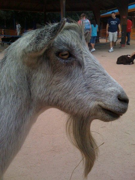 Billy Goat Scruff Goats Beard, Billy Goat, Drawing Reference, Goats, Animals, Quick Saves