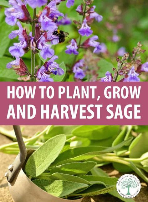 How To Prune Sage Plants, How To Prune Sage, Sage Plant Care, Herb Window, Seed Propagation, Growing Herbs In Pots, Homestead Diy, Homemade Medicine, Growing Sage